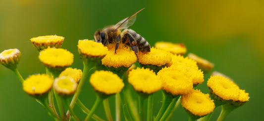 The Eco-Beauty Connection: How Supporting Bees Supports Your Skin
