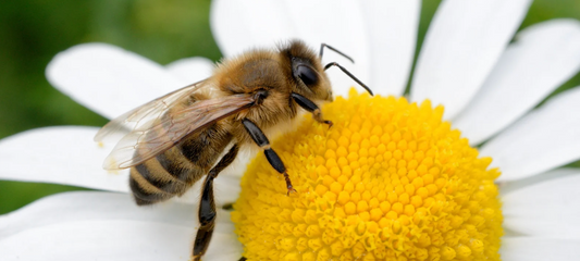 Why Bee-Friendly Brands Are the Future of Beauty