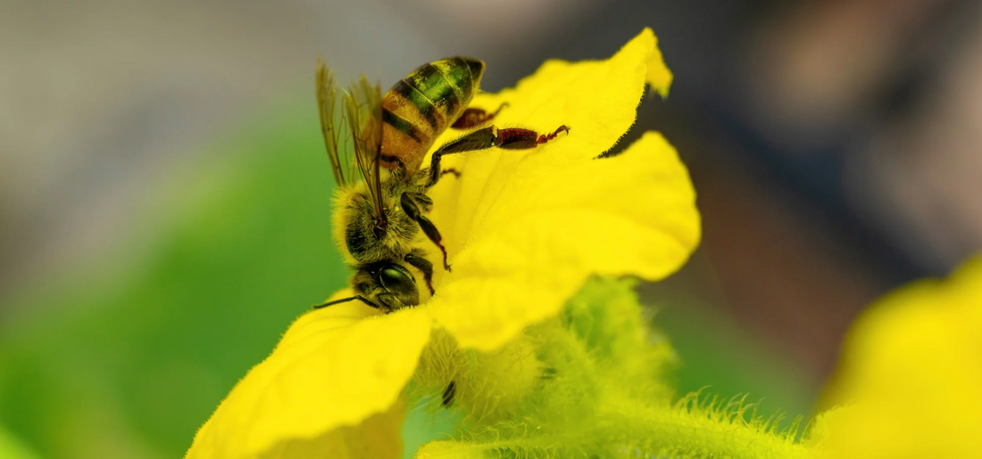 5 Simple Ways to Support Pollinators from Home